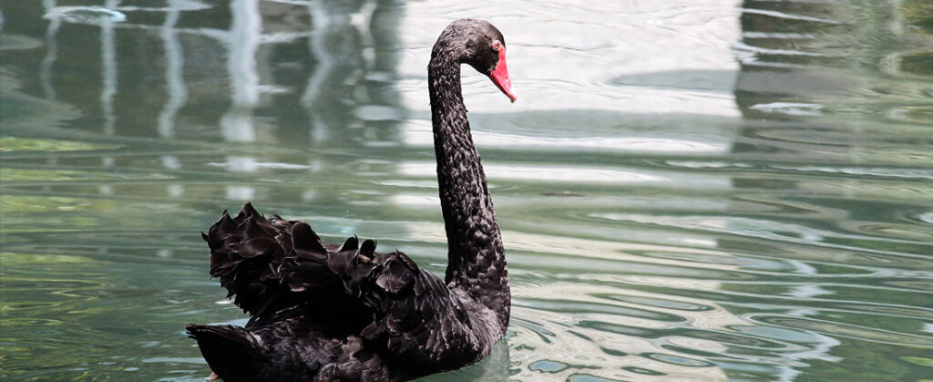 Compreender o Cisne Negro – estamos preparados?